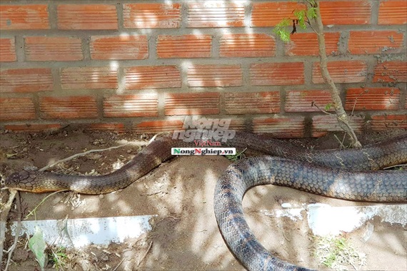 An Giang sẽ tịch thu 2 con rắn khổng lồ giao cho Trại rắn Đồng Tâm nuôi  dưỡng
