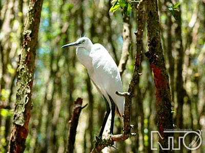 Khu sinh thái rừng tràm chim Vị Thủy | Du lịch Vị Thủy | Dulich24