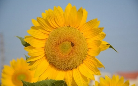 “Hoa mặt trời” khoe sắc giữa Thành Đông
