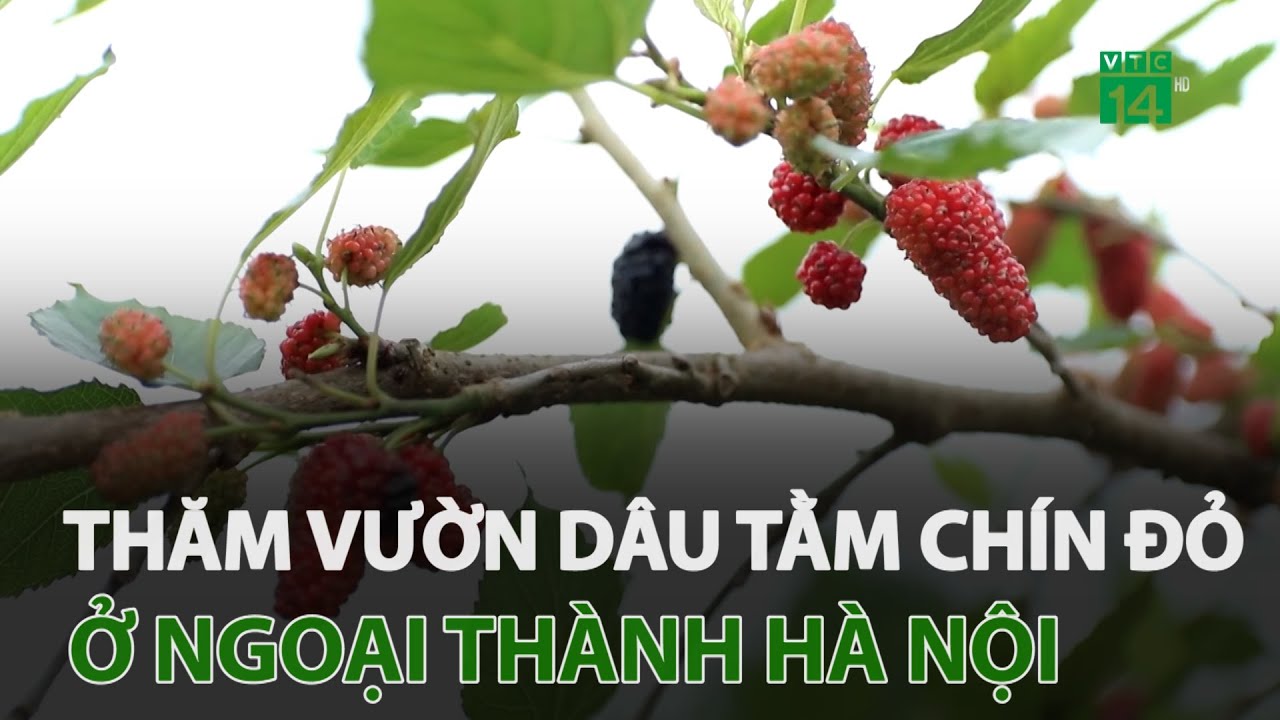 Thăm vườn dâu tằm chín đỏ ở ngoại thành Hà Nội | VTC14 - YouTube