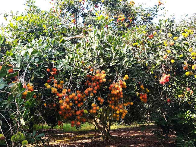 No căng rốn tại 4 vườn trái cây trĩu quả tại Tây Ninh – Smile Travel Chuyên  tour du lịch giá rẻ,du lịch miền bắc, tour du thuyền hạ long giá rẻ,