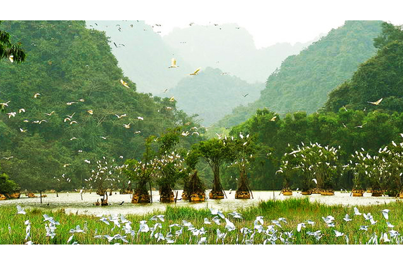 Vườn Chim Thung Nham, Ninh Bình