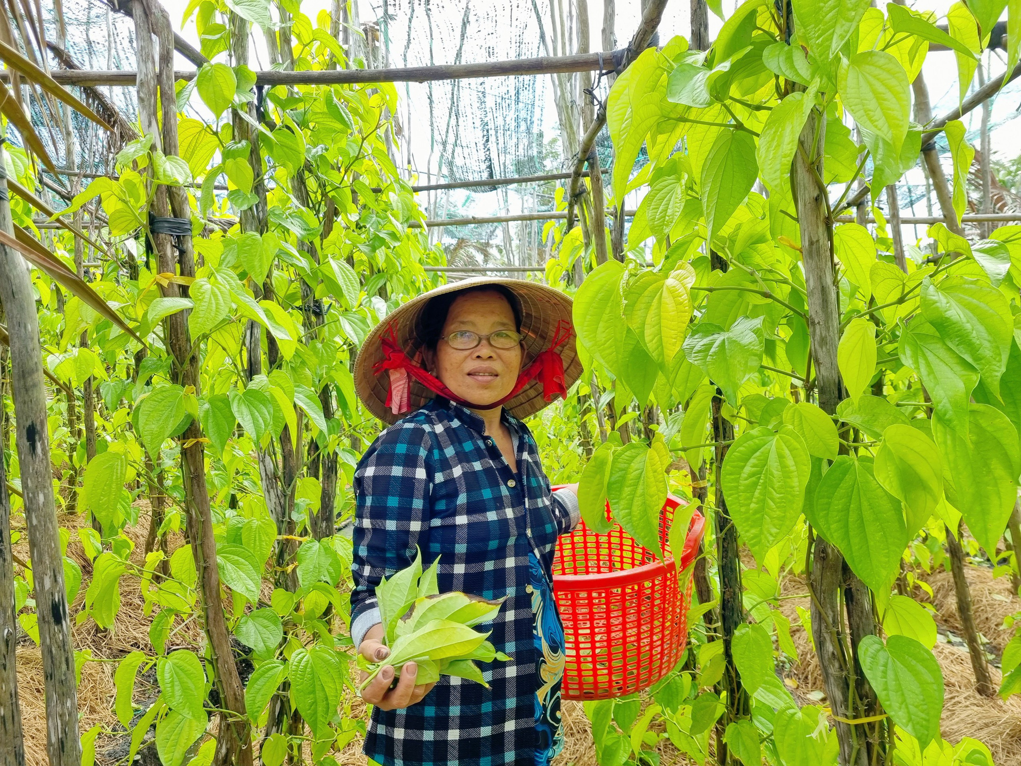 Làng trồng trầu Vị Thủy ở tỉnh Hậu Giang-nét quê miền Tây lắng đọng trên  từng lá trầu hơn nửa thế kỷ