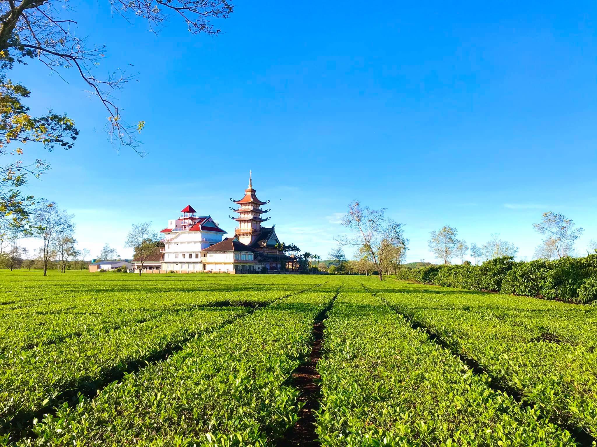 Biển Hồ Chè – nông trường ché lớn nhất Việt Nam | travelnews | Thế giới  Combo