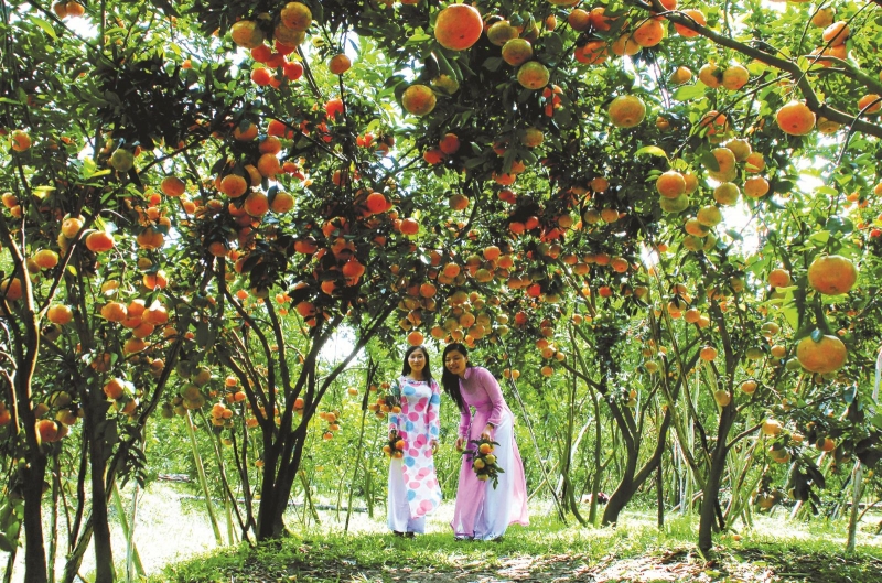 Top 15 Vườn trái cây nổi tiếng nhất tại Cần Thơ - Toplist.vn