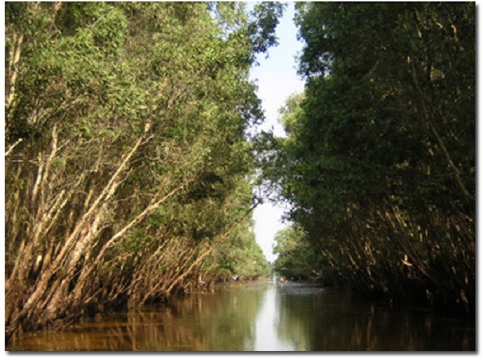 Khu sinh thái rừng Tràm Vị Thủy – tỉnh Hậu Giang