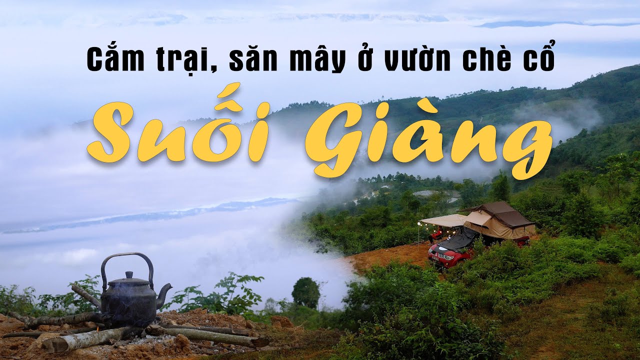 Cắm Trại, Săn Mây, Thưởng Trà trong vườn chè Shan Tuyết cổ thụ ở Suối Giàng,  Yên Bái - YouTube