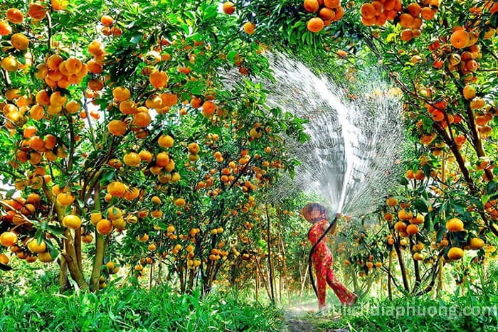 Du lịch Vườn trái cây Út Phương - Huyện Gò Dầu