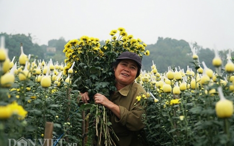 Chẳng ngờ ngay gần Hà Nội lại có làng hoa đẹp nao lòng nhường này