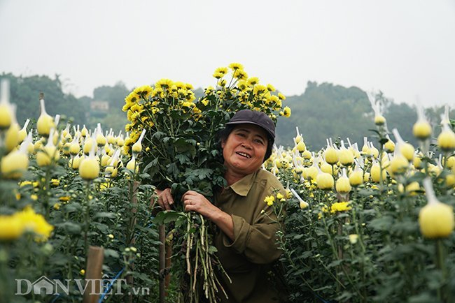 Chẳng ngờ ngay gần Hà Nội lại có làng hoa đẹp nao lòng nhường này