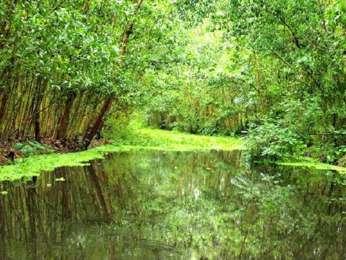 Khu bảo tồn thiên nhiên Lung Ngọc Hoàng: 'Lá phổi xanh' của vùng ĐBSCL