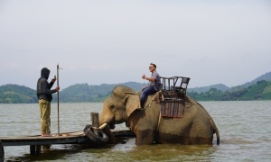Dừng hoạt động du lịch cưỡi voi ở Đắk Lắk