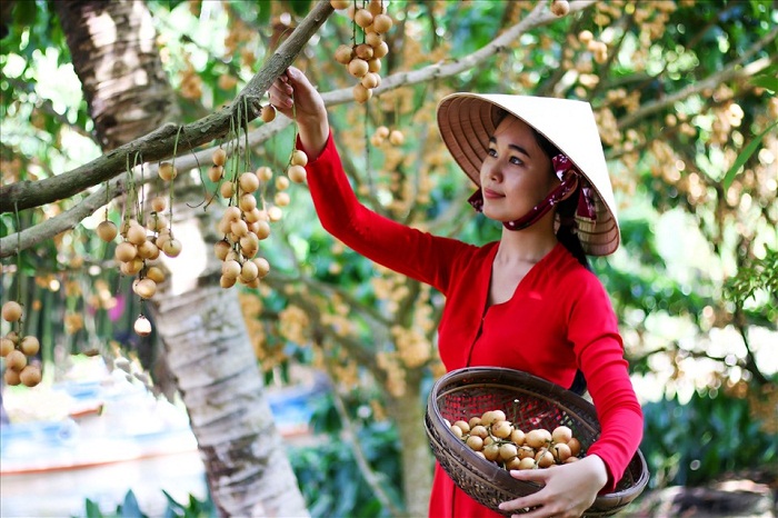 Vườn trái cây Cần Thơ | Check-in 15 “thiên đường” trái ngọt