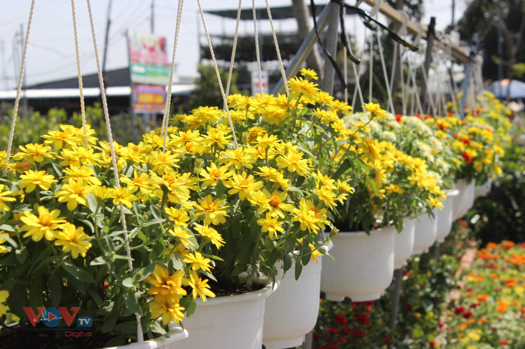 Làng hoa Sa Đéc đưa ra thị trường hơn 3 triệu giỏ hoa các loại dịp Tết