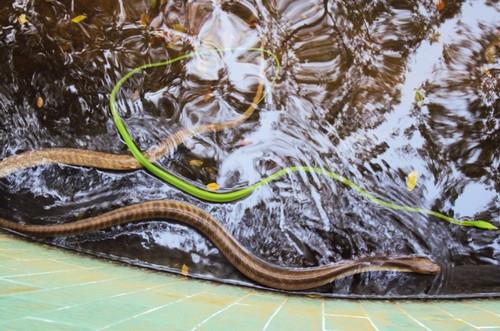Trại rắn Đồng Tâm - khu nuôi rắn theo kiểu đảo hồ nước