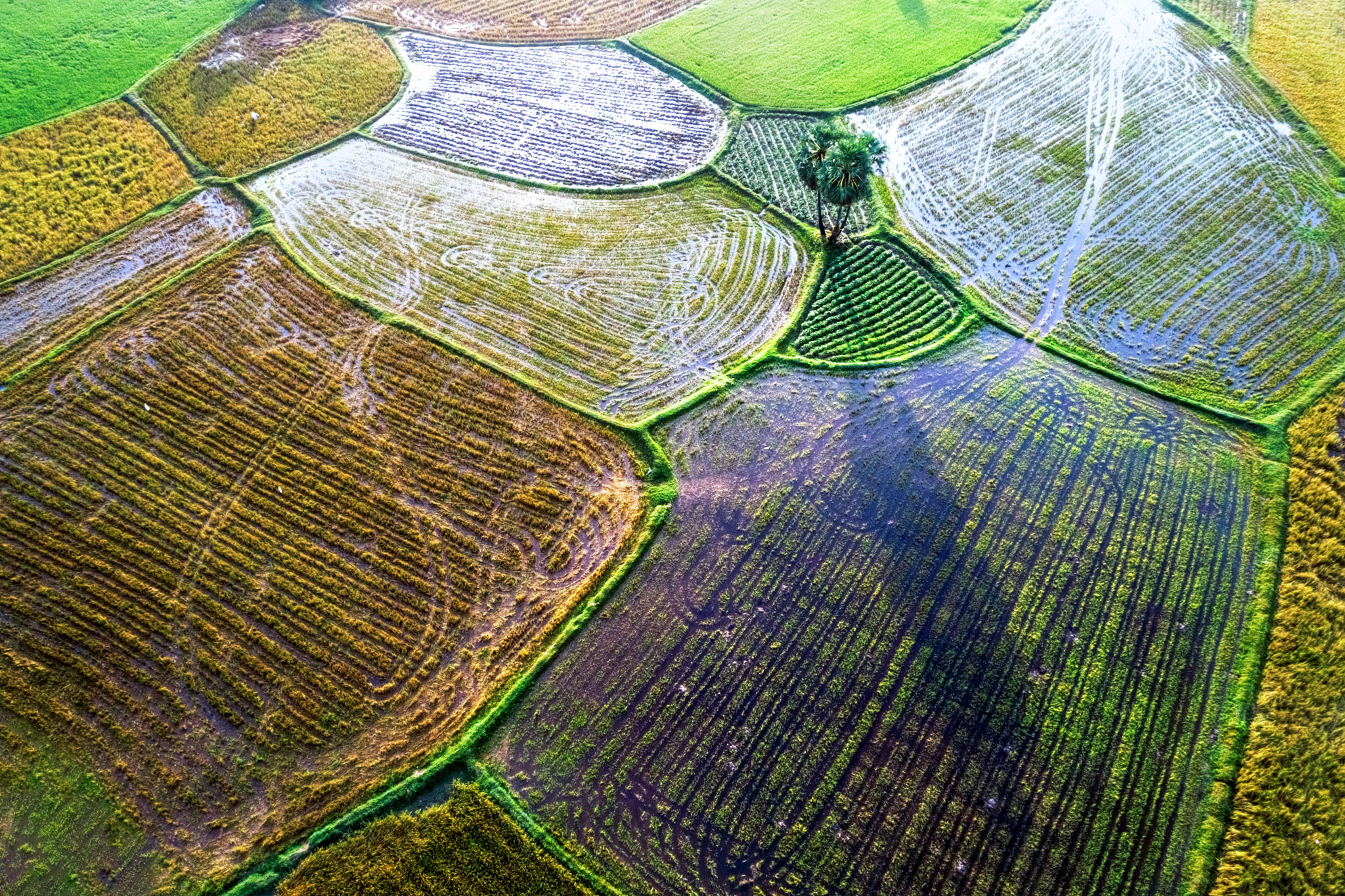 Chiêm ngưỡng Cánh đồng Tà Pạ tuyệt đẹp ở An Giang