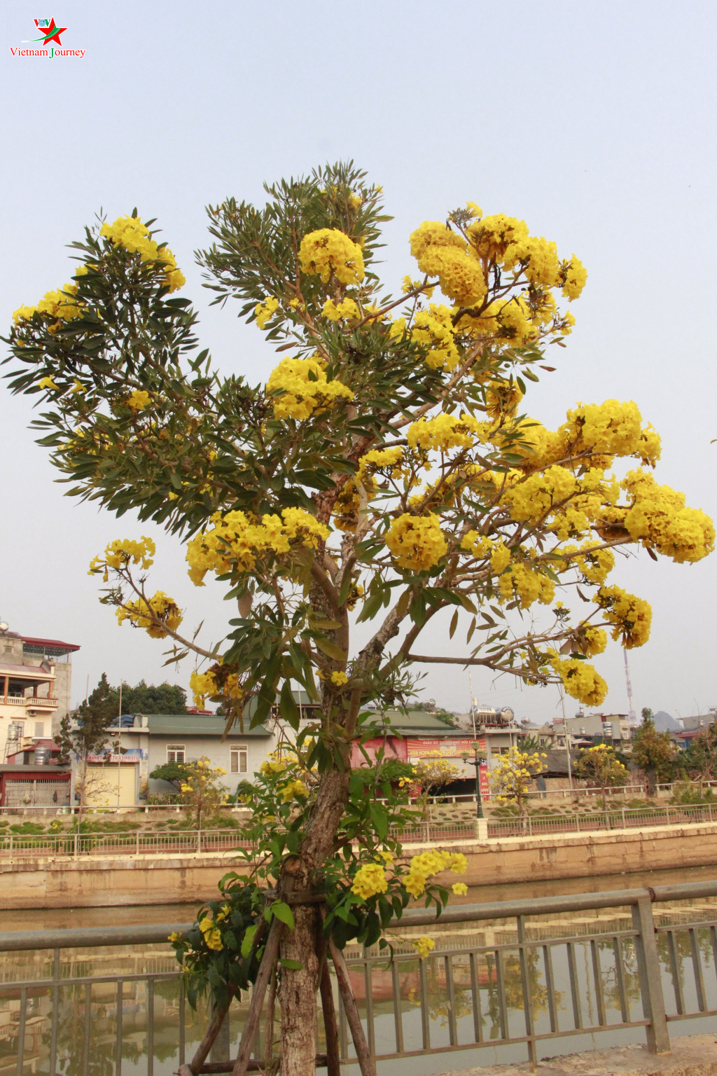 Hoa chuông vàng khoe sắc nơi phố núi Sơn La